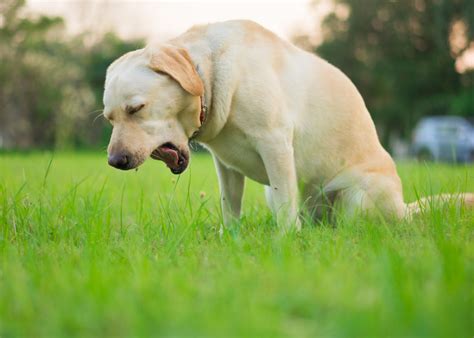 犬 咳き込む えづく そして世界は回り続ける